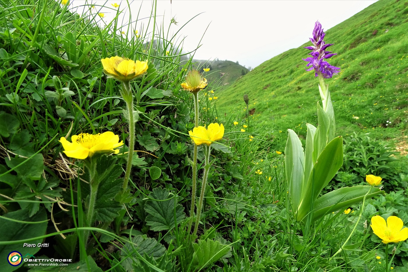 92 Bellissimo fiore di orchidea.JPG
